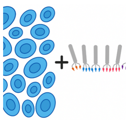 Immune Library-Based Discovery