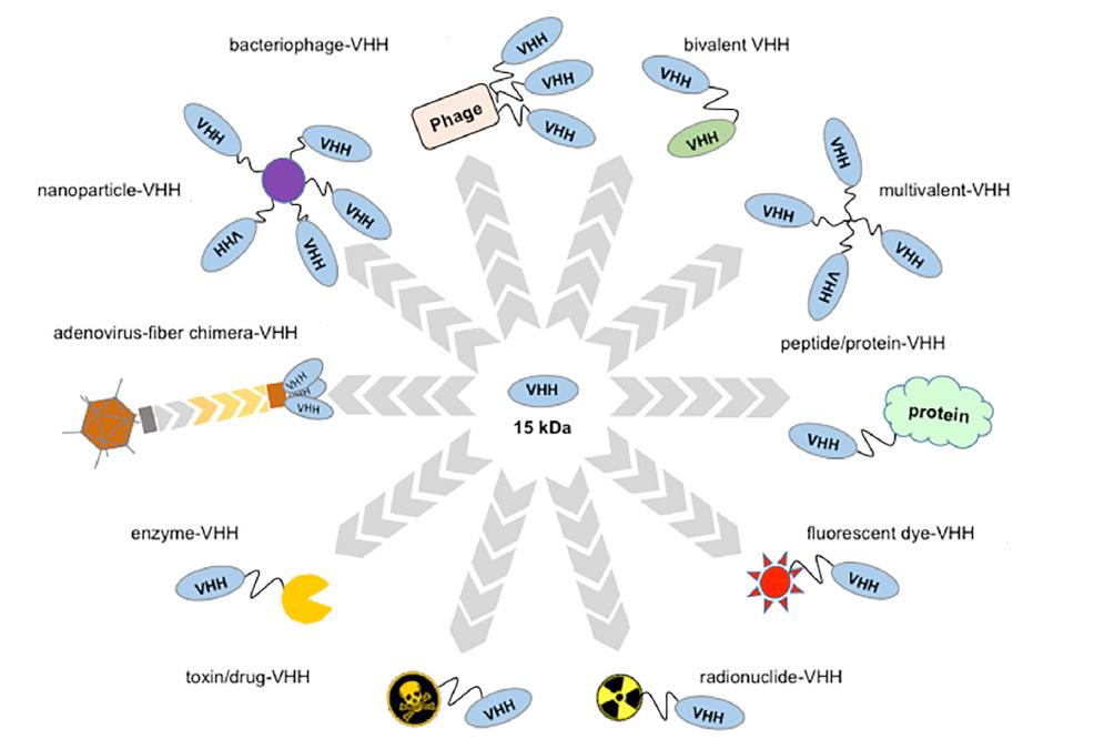 Fig.1 VHH module with various engineering formats.