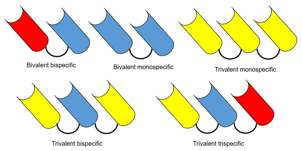 Fig.2 Multivalent VHHs with different tandem formations