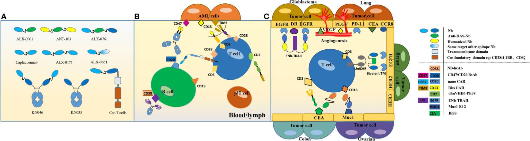 Fig. 3 Therapeutic Potential of Multivalent VHHs Targeting Cancer Antigens.