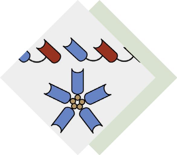 Multivalent VHH Development
