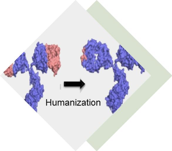 Multivalent VHH Development