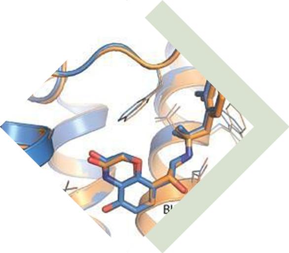 Multivalent VHH Development