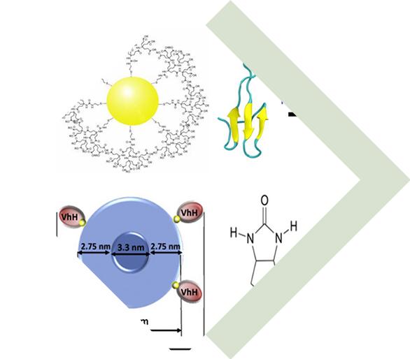 Multivalent VHH Development