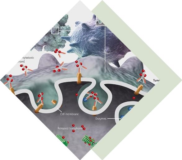 Multivalent VHH Development