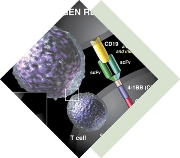 Multivalent VHH Development