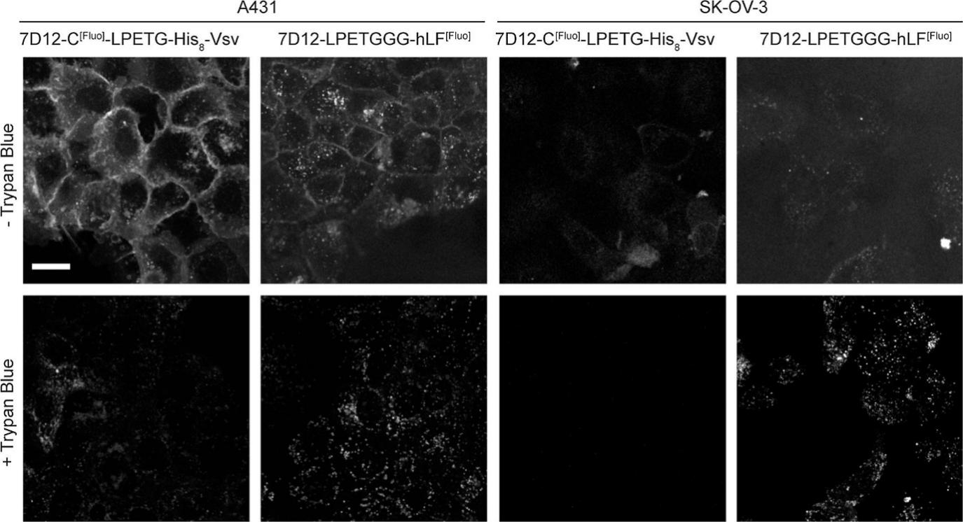 Fig. 1 Cellular Interaction Dynamics and Internalization Patterns of 7D12 Conjugates.