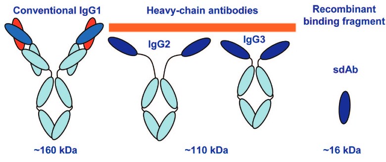 Conventional IgG (IgG1), heavy chain only subtypes (IgG2 and IgG3), and sdAb. 