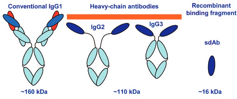 Fig.1 Conventional IgG (IgG1), heavy chain only subtypes (IgG2 and IgG3), and VHH
