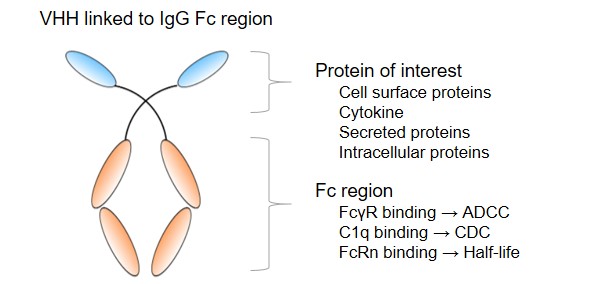 Fig.2 VHH linked to IgG Fc region.