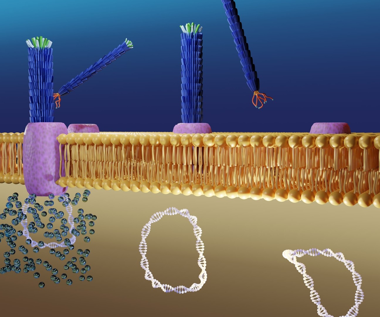 Phage Display platfroms (Creative Biolabs Authorized)