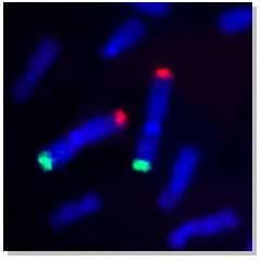 Human chromosome 1 terminal band painting probe