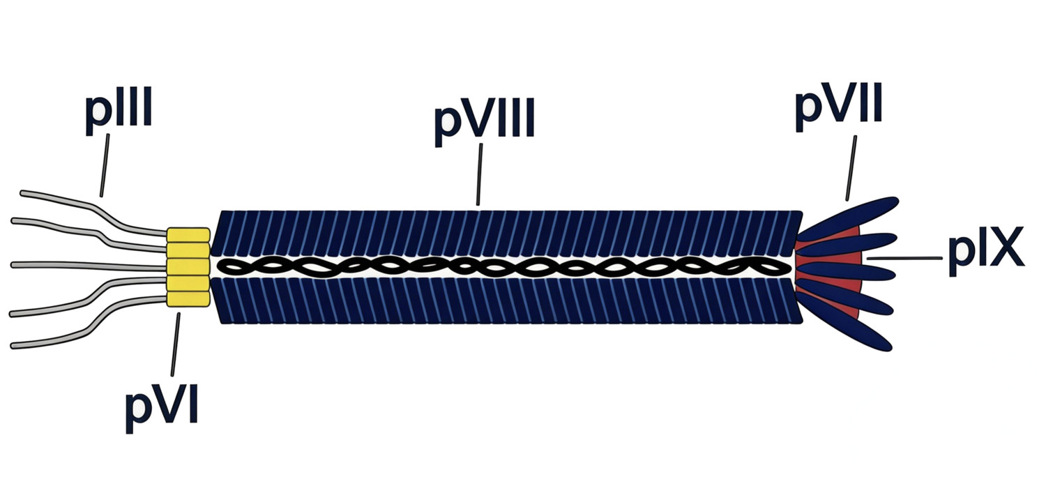 Fig 1. Structure of M13 phage. (Creative Biolabs Original)