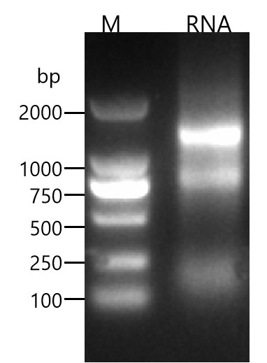 Fig 6. RNA QC from immunized mice. (Creative Biolabs Original)