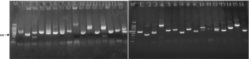 Fig 2. cDNA library-1. (Creative Biolabs Original)