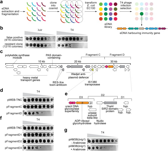Fig.2 Selection of DNA fragments against T4 phage display. (Hossain, et al., 2024) (OA Literature)
