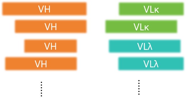 Fig 3. Preparation of mice scFv fragments. (Creative Biolabs Original)