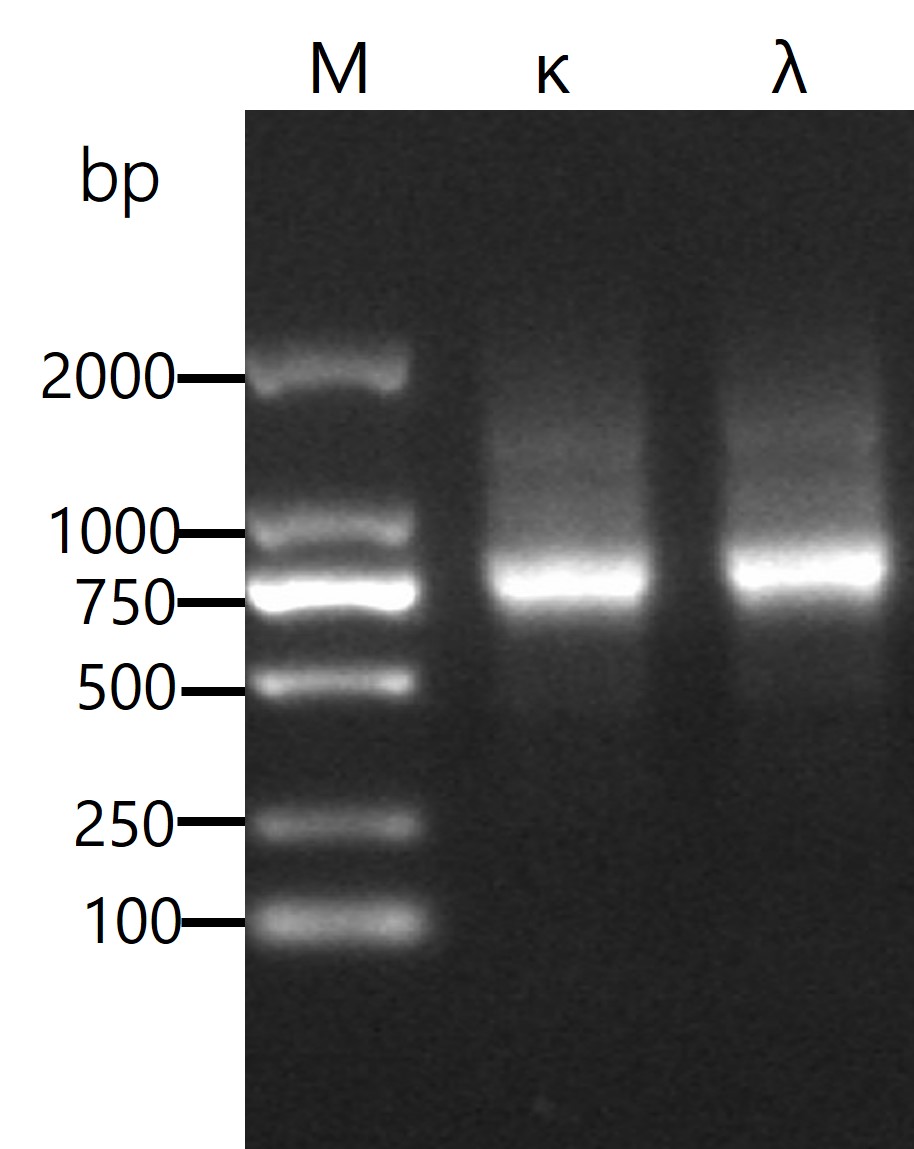 Fig 4. Amplification of mice scFv fragments. (Creative Biolabs Original)