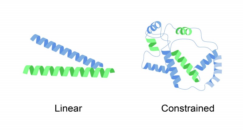 Fig 1. Constrained peptide positional stabilization. (Creative Biolabs Original)
