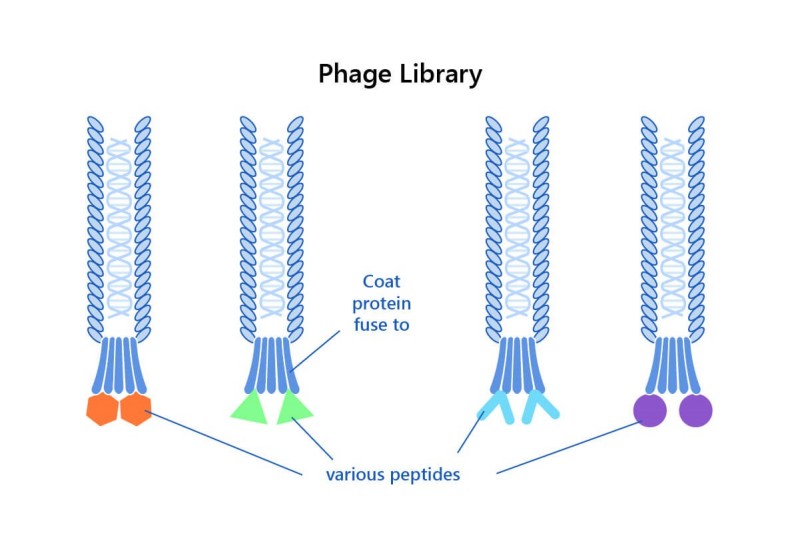 Fig 2. Phage display constrained peptide library. (Creative Biolabs Original)