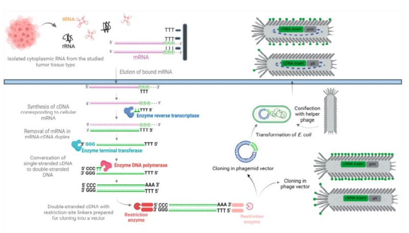 Fig 1. cDNA libraries construction by phage engineering. (Brišar, et al., 2024) (OA Literature)