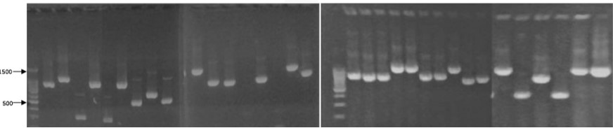 Fig 3. cDNA library-2. (Creative Biolabs Original)