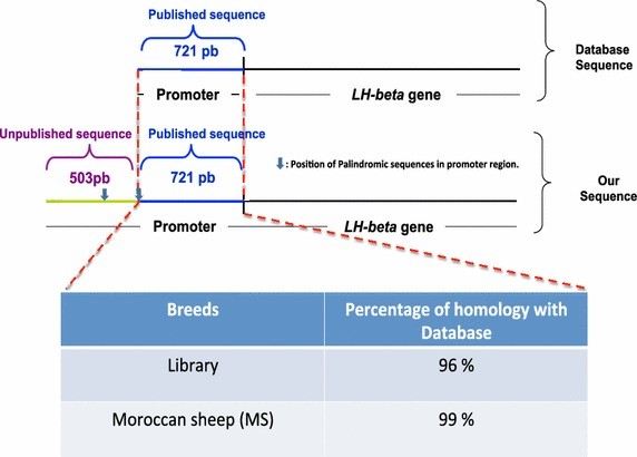 Fig.2 Cloned the certain gene by constructing lambda phage genome library. (Aherrahrou, et al., 2015) (OA Literature)