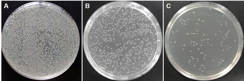Fig.12 Phage display library construction process. (Creative Biolabs Original).