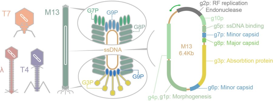 Fig.14 Schematic diagram of phage structure. (Creative Biolabs Original).