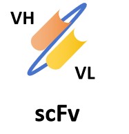 Fig.5 Single-Chain Variable Fragment. (Creative Biolabs Original)