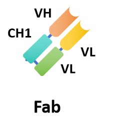 Fig.6 Fragment Antigen-Binding. (Creative Biolabs Original)