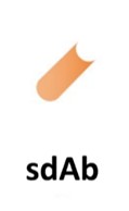 Fig.7 Single Domain Antibody. (Creative Biolabs Original)