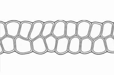 Fig.4 Endothelium Target. (Creative Biolabs AI)