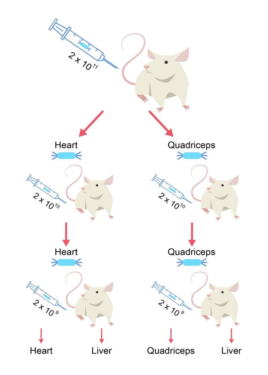Fig.5 Phage-based screening of peptides for muscle targeting. (Creative Biolabs Original)