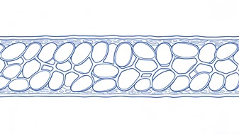 Fig.4 Endothelium Targeting. (Creative Biolabs AI)