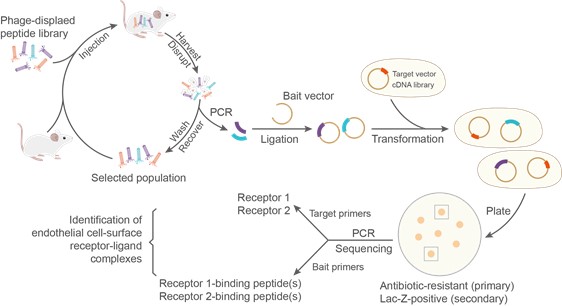 Fig.1 Process of in vivo phage library screening. (Creative Biolabs Original).