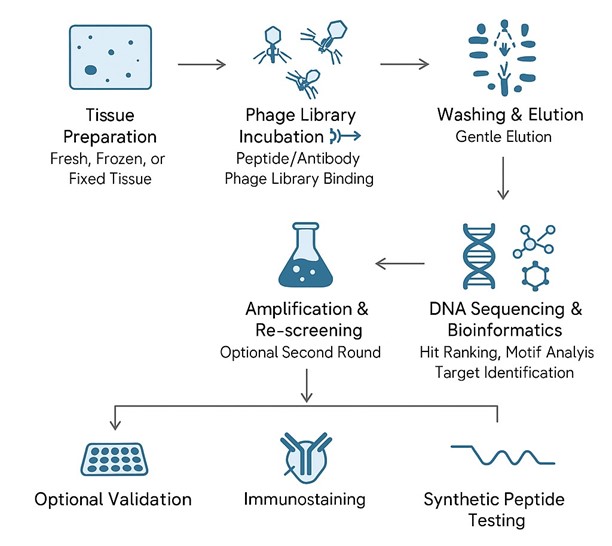 Fig.1 Workflow of Ex vivo Phage Display Screening. (Creative Biolabs Original)