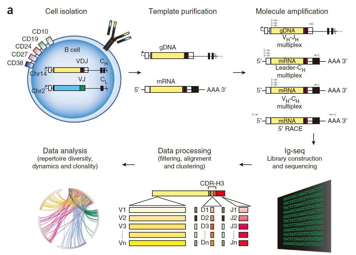 Fig. 1 Methods for high-throughput sequencing of the Ig sequence repertoire. (George Georgiou, 2014)