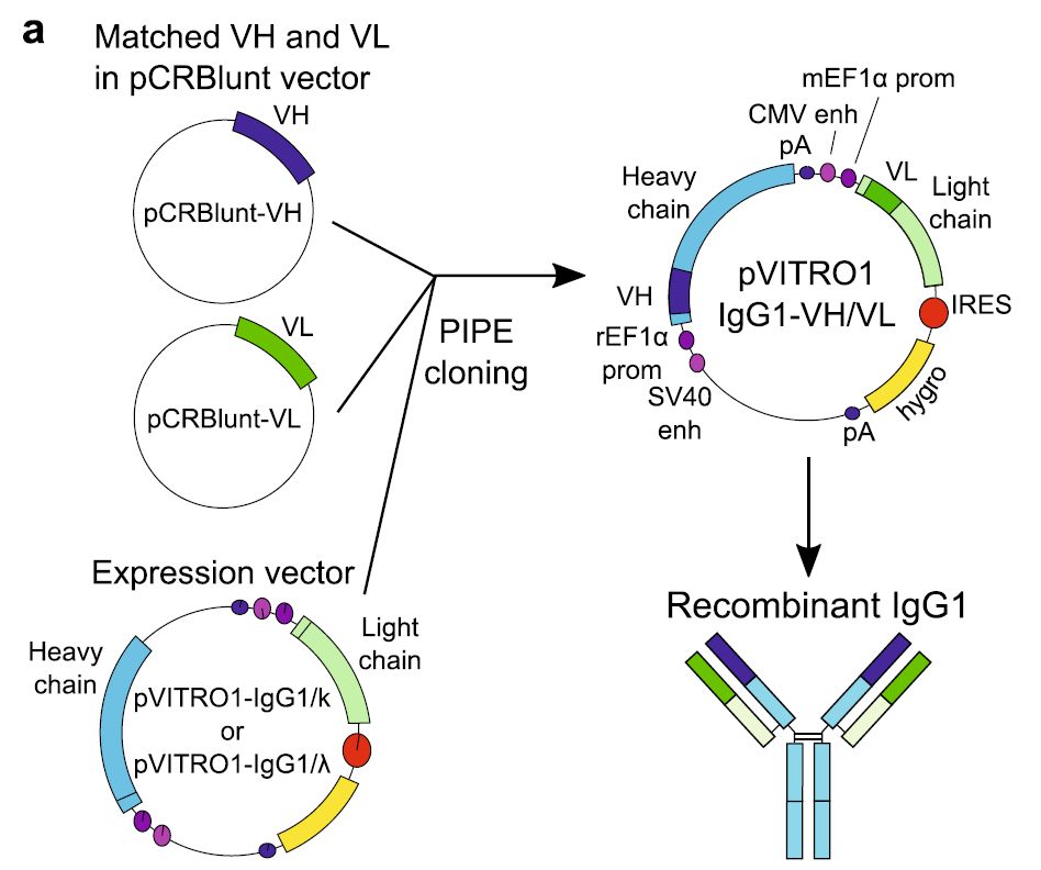 Fig. 2 Patient-derived antibody heavy and light chain cloning and production of recombinant human IgG1. (Silvia Crescioli, 2023)