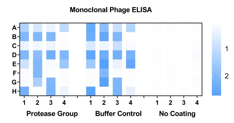 Fig.14 Graph displaying the monoclonal phage validation results. (Creative Biolabs Original)