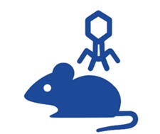 Fig.8 In Vivo Selection. (Creative Biolabs AI)