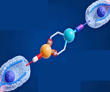 Fig.13 ADC Development. (Creative Biolabs AI)