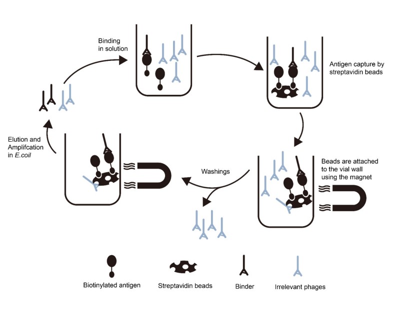 Fig.1 Diagram illustrating the step-by-step process of solution-phase phage display library screening for soluble target discovery. (Creative Biolabs Original).