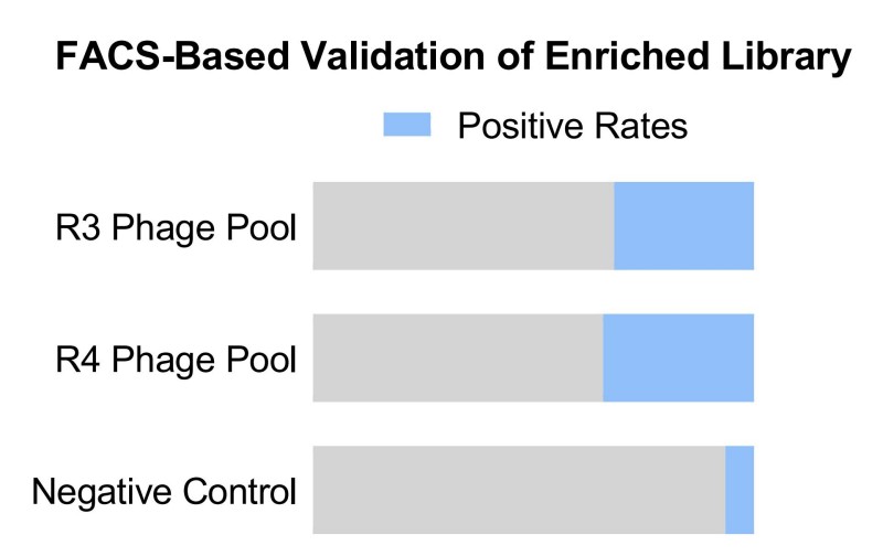 Positive enrichment validated by phage-based FACS.