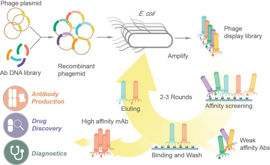 Fig.1 Phage display library construction process. (Creative Biolabs Original).