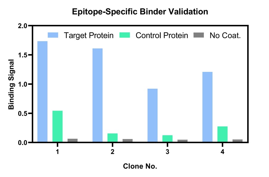 Fig.16 Epitope-specific antibody discovery. (Creative Biolabs Original).