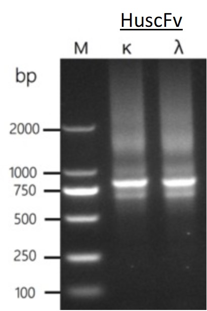 Fig. 2 PCR assembling scFv (Creative Biolabs Original)