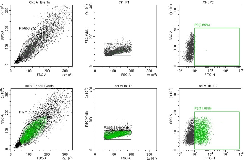 Fig. 3 Good display efficiency tested by FACS (Creative Biolabs Original)