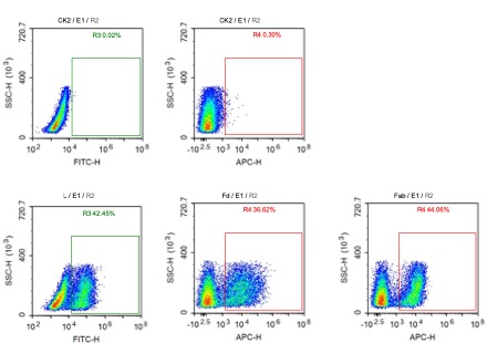 Fig 2. Case for Yeast Display Fab Antibody Construction. (Creative Biolabs Original)