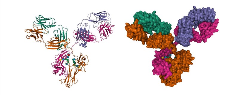Fig 1. A graph demonstrating antibody. (Creative Biolabs Authorized)